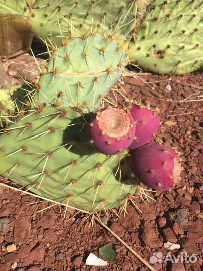 Замороженное пюре Розовый Кактус (Опунция) 1кг