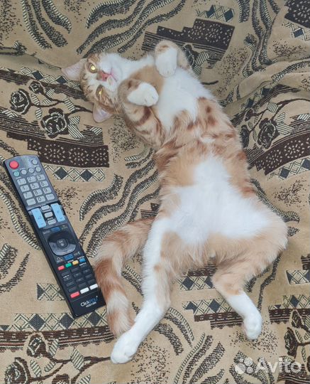 Отдам котика в добрые руки