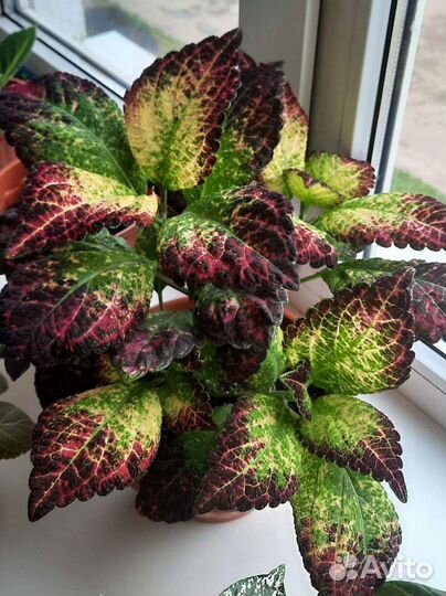 Колеусы Аватар, Мозвйка и др