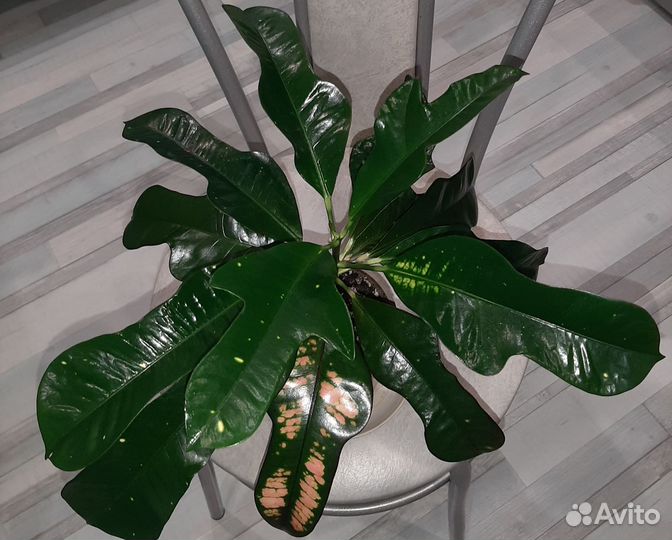 Кротон Вилма