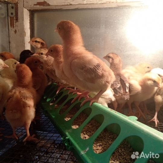 Цыплята