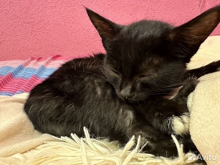 Котенок черный