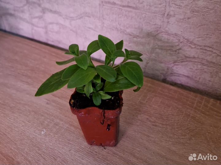 Петуния cascadias pitaya