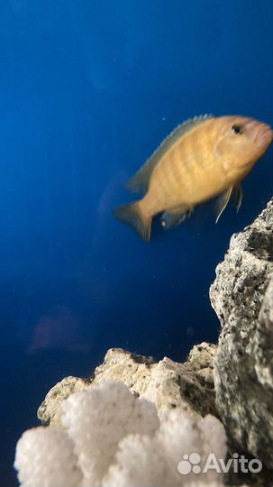 Продам рыбку