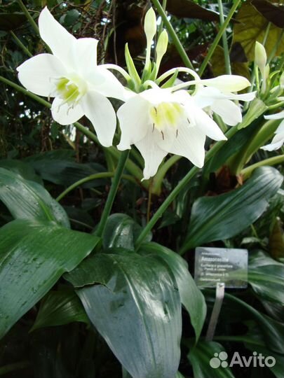 Эухарис амазонская лилия луковицы