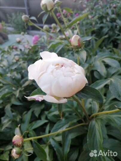 Пионы бутоны