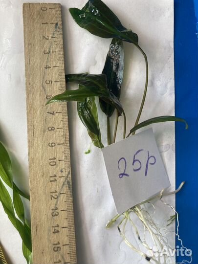 Аквариумные растения.Валиснерия, криптокарина