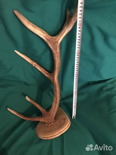 Рога оленя