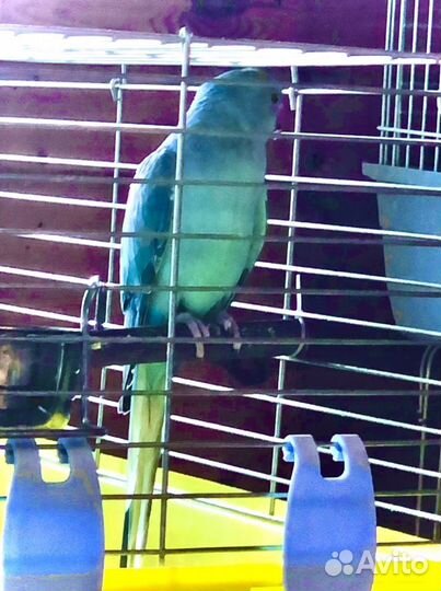 Кольчатые попугаи