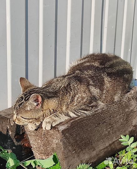 Кошечка стерилизованная