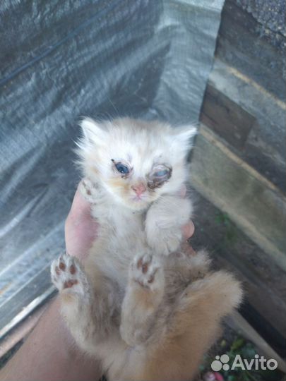 Котята ищут приют