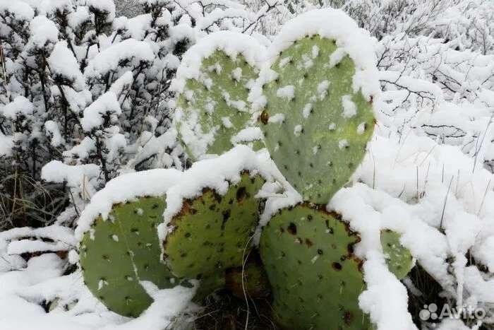 Опунция уличный кактус
