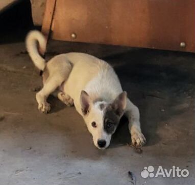 Щенок в добрые руки