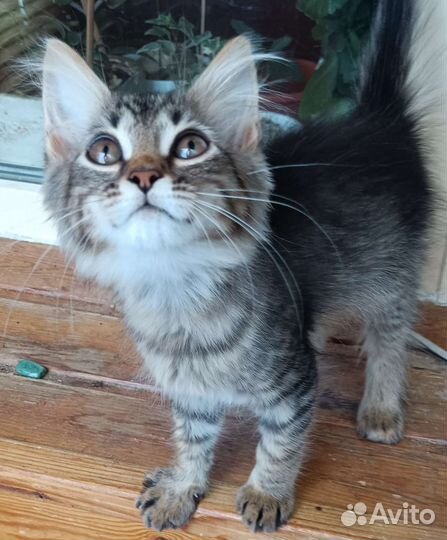 Котик в добрые руки