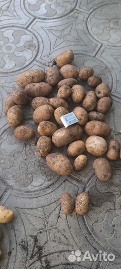 Продаю картофель