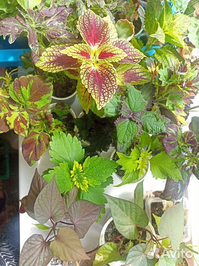 Колеус, ипомея