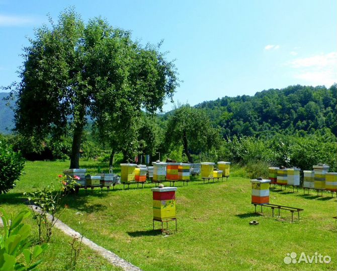 2024 Мёд натуральный алтайский опт