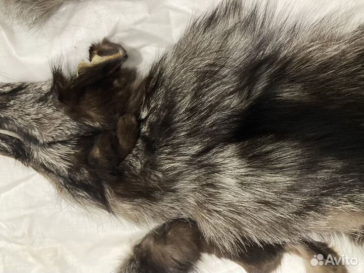 Шкурка лисы чернобурки