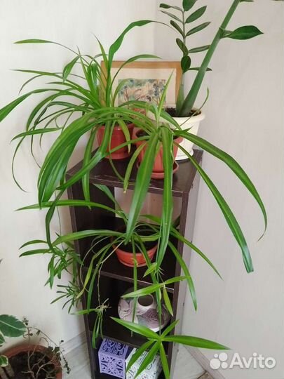 Хлорофитум