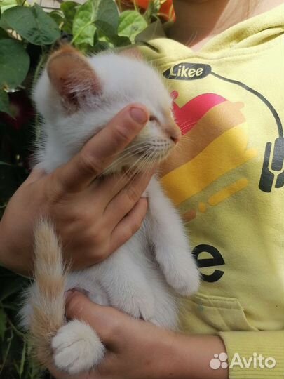 Кошка в дар