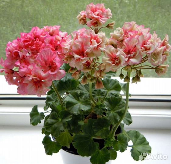 Герани и пеларгонии