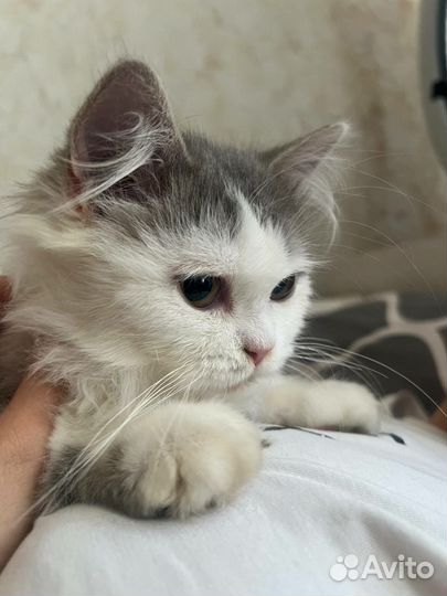 Кошка в дар