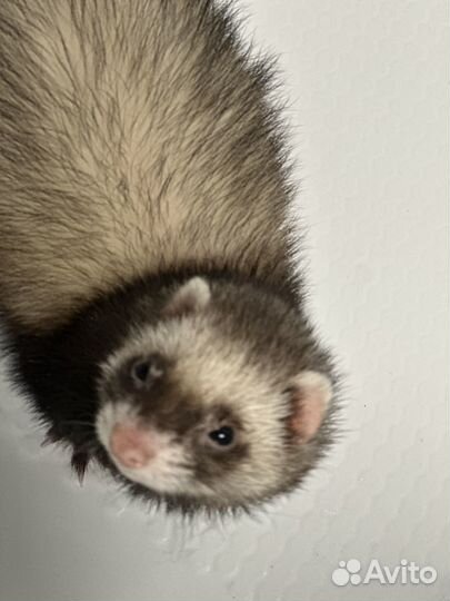 Хорек с клеткой