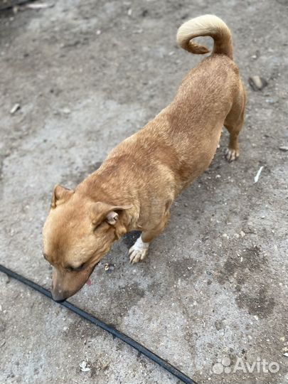 Бультерьер