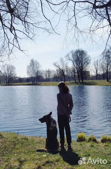 Выгул собак/догситтер