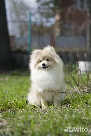 Немецкий Малый Шпиц