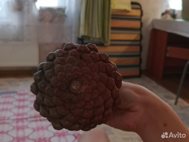 Большая шишка для поделок