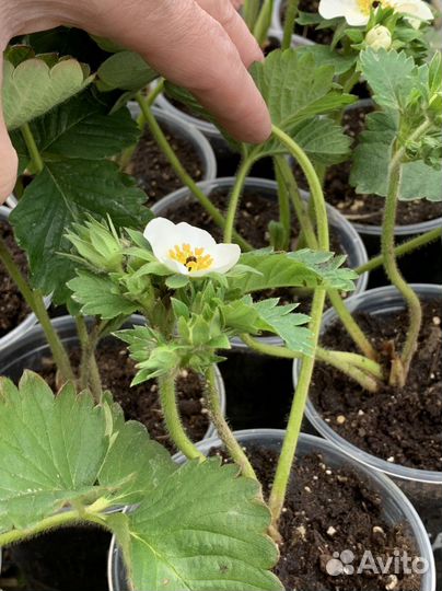 Саженцы клубники купчиха