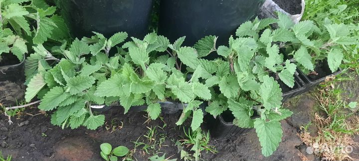 Мята мелиса