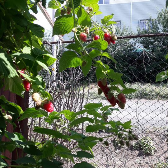 Саженец малинового дерева