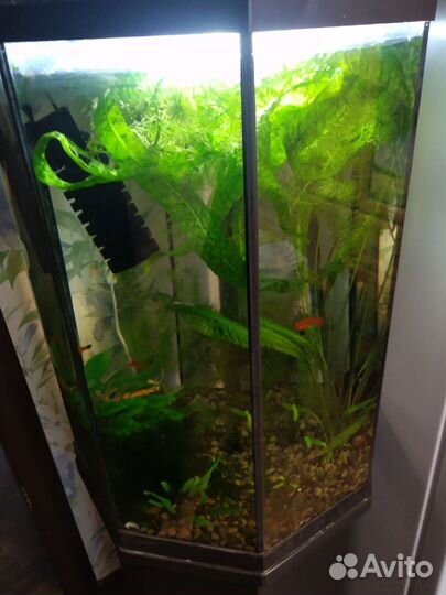 Аквариум
