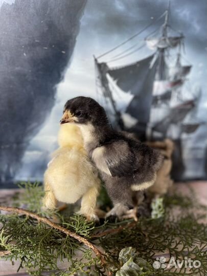 Цыплята суточные Брама, Амераукана