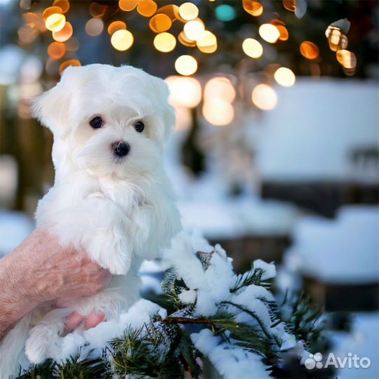 Мини мальтезе. Девочка