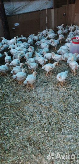 Утка, гусь, разные породы разные возраста