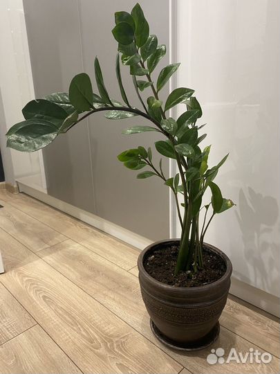 Замиокулькас