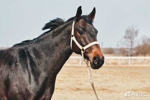 Предлагается к продаже кобыла Хельха, 2015 года ро