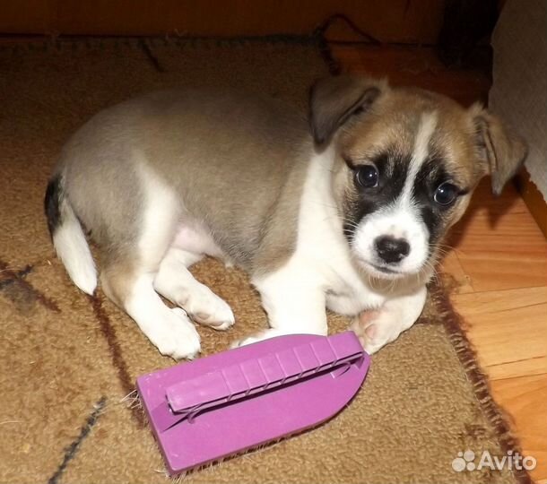 Щеночек девочка