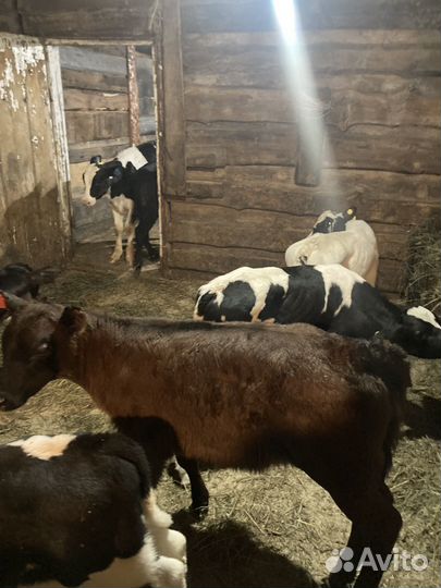 Бычки и быки