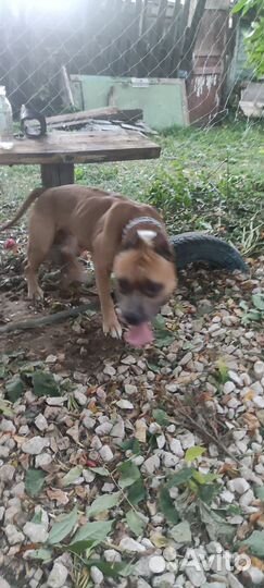 Кабель ищет девочку для вязки