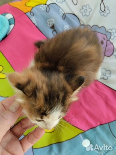 Кошка в дар