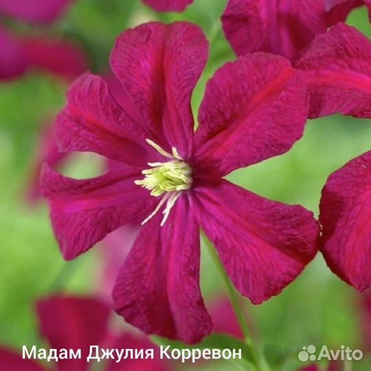 Клематисы предзаказ на октябрь