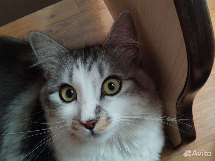 Кот для вязки, сибирский 1 годик