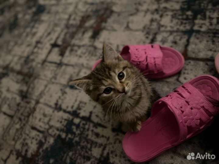 Домашние животные котята