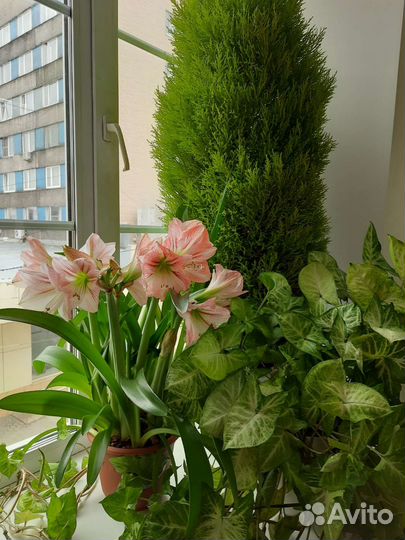 Гиппеаструм 