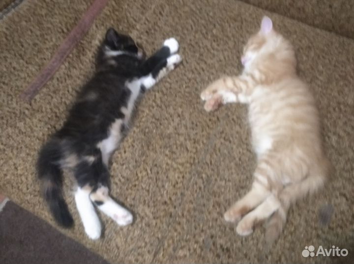 Кошка в дар