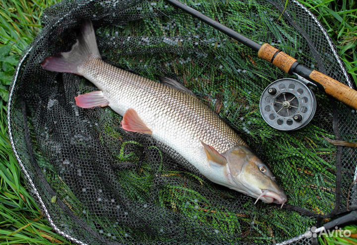 Живая рыба усач